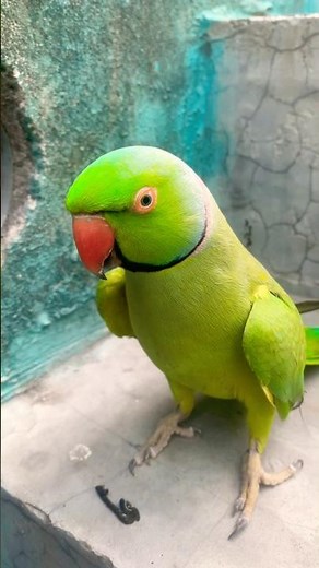 Indian Ringneck parrot video # Talking parrot video #viralvideo #talkingparrot #nonstoptalkingparrot