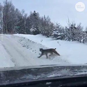 SPOTTED: a family of lynx during a drive home in Anchorage, Alaska. | USA TODAY Video