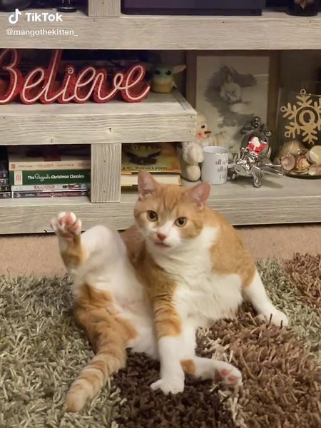 Mango watching me like 👁👄👁#dontmindme #dontmindmejustwaching #mango #mangothecat #catsoftiktok #viralvideo #fypシ #goviral #fypシ゚viral #mangothecat😹 #followformorevideos♥️♥️