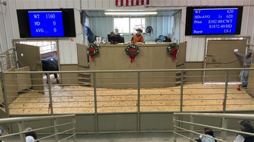 Cow House Livestock Auction on Reels