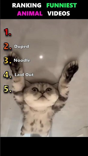 😂 Ranking the Internet's Greatest Funny Animal Videos 🐾