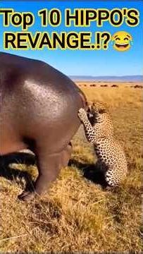 Top 10 Most Unexpected Hippo Moments 😂🦛