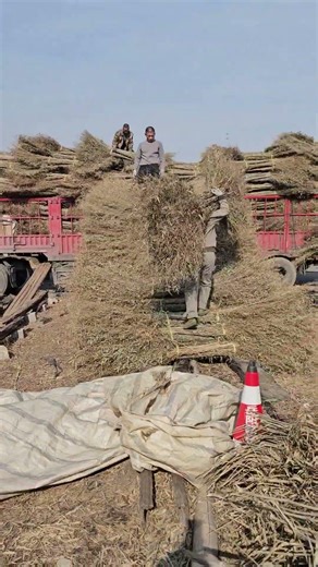 A Creative Solution: Loading Bamboo Using a Homemade Ramp Made of Bundles