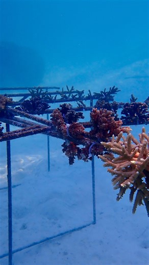 31 reactions | What if a logo could grow into a reef? Our very first...