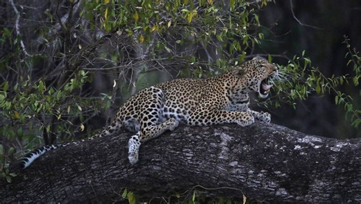 Forget Spots, New Research Identifies Leopards By Their Roars