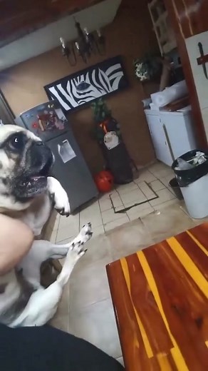 Screaming Dog Meme Template #dog #dogmeme #dogmemes