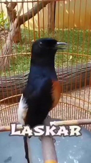 Pesona Murai Batu Laskar Bernyanyi #fyp #muraibatu #fypreels #scenicviews #tourism #nature #naturelovers #wildlifephotography #wildlifeencounter #wildlife #outdooradventures #birds Angger Wijaya AW #birdphotography | W Suwarno