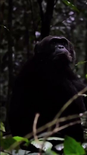 Chimpanzee Calls Echo Through the Forest | Voices of Budongo #uganda #primates #ugandawildlife