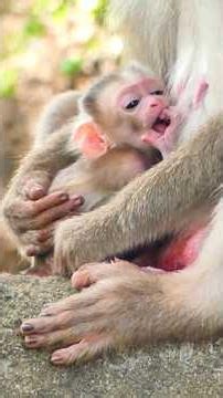 Good Mama Monkey take care of Newborn
