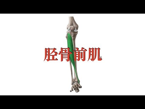 胫骨前肌 tibialis anterior