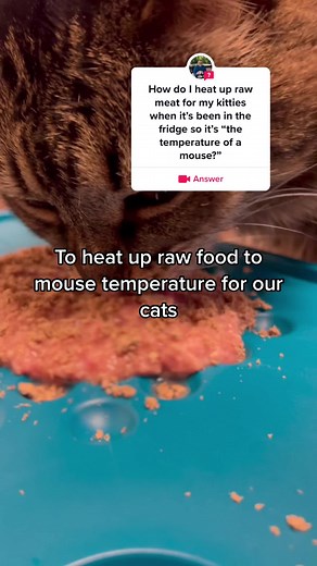 Heating Up Raw Cat Food: Methods and Tips