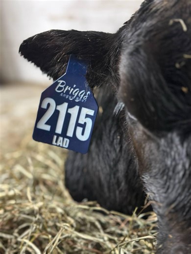 Custom Laser Engraved Livestock Ear Tags - Etsy