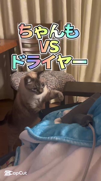 愛猫VSドライヤー 猫パンチ炸裂🐾💥 #猫 #猫のいる暮らし #猫パンチ