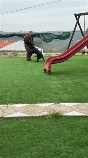 Real control , GSD protection dog