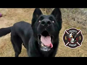 GSD Rescue - Day 1 of Training “Go Place” Command