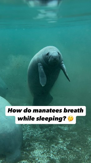Ever wonder how manatees rest without drowning? 🤔 Unlike humans, who breathe automatically and sleep with both brain hemispheres shut down, manatees experience unihemispheric sleep—meaning one half of their brain sleeps while the other stays awake. This unique adaptation allows them to rest while still being aware of their surroundings and, most importantly, remember to surface for air. Since breathing is a conscious decision for manatees, the awake hemisphere of their brain keeps track of thei