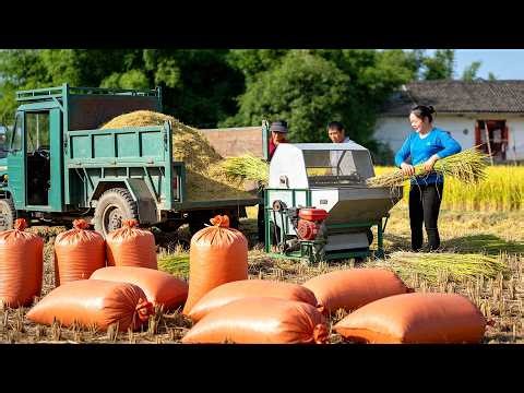 Timelapse - Rice Harvest Season | Trucks Transport Tons of Rice for Farmers