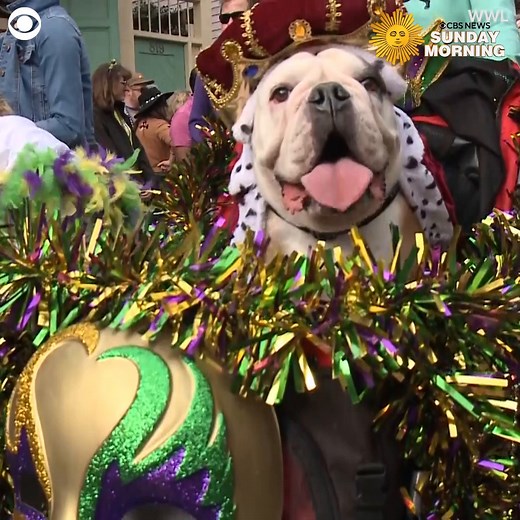 78K views · 4.5K reactions | These festive pups paraded through New Orleans ahead of Mardi Gras. The dogs are part of the Mystic Krewe of Barkus, dedicated to celebrating man's best friend. This year's parade theme was "Barkingham Palace: Barkus is Going for the Crown," according to the krewe. | CBS Sunday Morning | Facebook