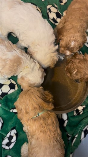 The Bones Pups first Meal | Silver City Cockapoos