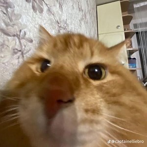 reeeee_fish - Twitch