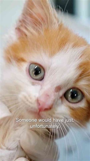 How rescuers saved an abandoned kitten with a massive hernia