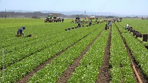 Migrant Mexican and hispanic farm workers labor in agricultural fields picking crops vegetables suggests immigration and hard work.