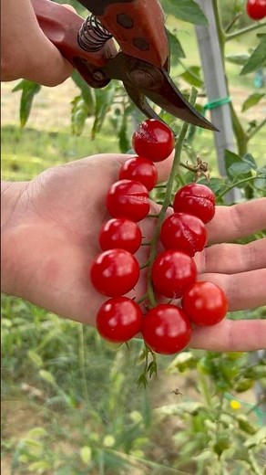 Harvesting a Fresh Bunch of Cherry Tomatoes from the Garden \\ Agribros Nature Life