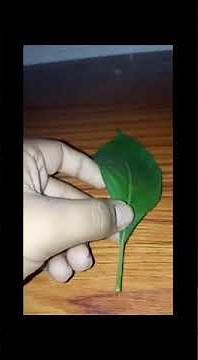 Plant leaf under microscope | different parts of plant cell using microscope