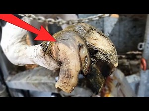 BELIEVE IT or NOT!? That's a cows foot!