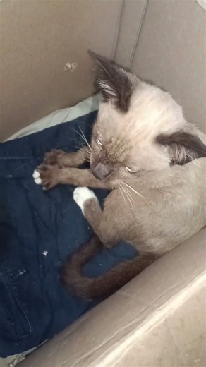 ก่อนไปทำงาน ผมต้องอุ้มน้องกลับเข้าบ้านทุกวัน🐈⬇️📦