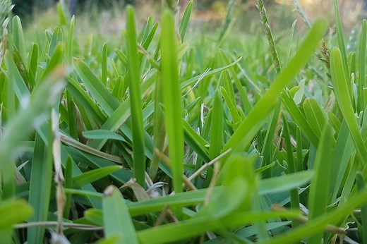 How to Identify Buffalo Grass | Ultimate Backyard