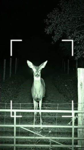 🦌 Night Vision CCTV Records Deer Walking Near Ranch Gate | 12:59 AM | April 3, 2026