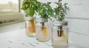 Comment et pourquoi réaliser la culture hydroponique des plantes ?