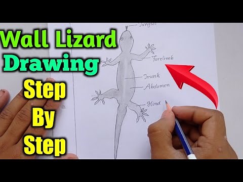 How to Draw Lizard || Wall Lizard Drawing || How to Draw Hemidactylus || Labelled Diagram of Lizard