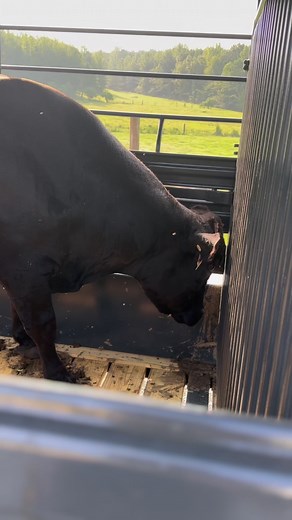 It’s business but doesn’t make it any easier to sell a GREAT Wagyu bull. He’s a gentle giant! I’ll miss him. #wagyu #wagyubull #gentlegiant #damfarm #cattle #sold #cows #farm #farmliving #reelsfb #reelsfypシ #reelsusa | The Dam Farm