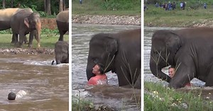 Heartwarming Moment Baby Elephant Rescues Man She Mistakenly Believes To Be In Danger