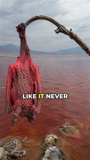 The Lake That Turns Animals Into Statues (Lake Natron)