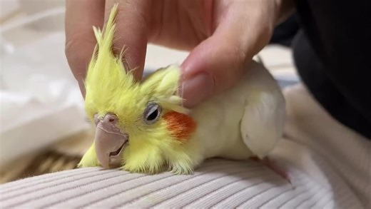 Good night #オカメインコ#インコ#cockatiel#cockatiels