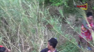 Maidens Cut the reed at Mphisi Farm and Bhamsakhe in Day 3 of the annual Umhlanga Ceremony #umhlanga #reeddance #Eswatini #eswatinitradition #tindzaba | Channel S - Yemaswati TV