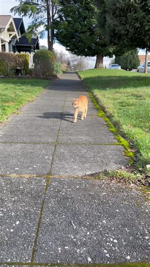 I broke up a cat fight!! #catwalk #catluminati | cats