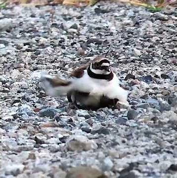 コチドリ親子調布地区ショート 2026年5月27日 #アオサギ #野鳥 #birds #wildlife #nature #自然観察ぶらり散歩