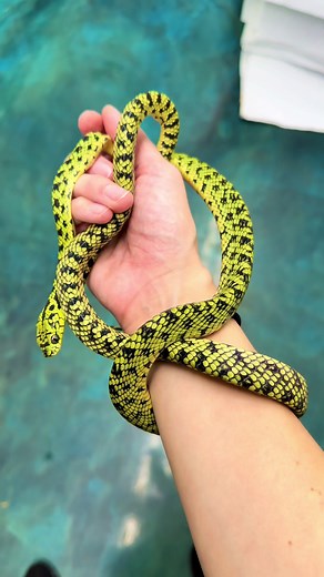 Boiga 🤔 @New England Reptile #snakes #snakes #snakesofig #snakesofinsta #snakelove #snakelovers #snakesoftiktok #reptile #reptiles #reptilesoftiktok #reptilesofinstagram #reptilekeepers #boiga #catsnake #catsnakes #catsnakesoftiktok #mangrovesnake #rearfanged #rearfangedvenomous #colubrid #colubrids #colubridsofinstagram #colubridsoftiktok #newenglandreptile #newenglandreptiledistributors #exoticpets #exoticpetsoftiktok