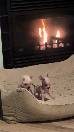 Getting rowdy up in here!!! 🐶💗 #fyp #chinesecrested #puppies #6weeksold #purebreddogs