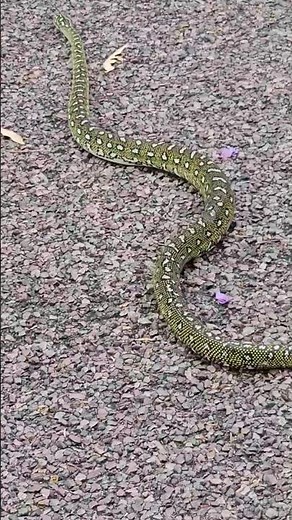 Australian Diamond Python Surprise Visit in the Garden | Real Wildlife Snake Footage