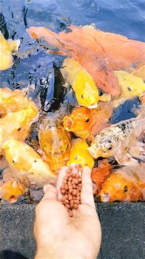 鯉にエサをあげる時間🐟 Feeding Beautiful Koi Fish 🌊✨ #koi #fish #nature #shorts