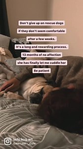 Be gentle & patient. Learn together. Give it time It’s taken a year for Dotty to be comfortable enough to let me cuddle her and oh my gawd I could cry. They have so much love to give they just may not know how to give it ❤️‍🩹 | Ladybug Art