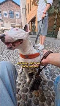 Miniature Bull Terrier 🤍