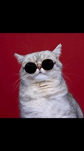 Thank you all CCM followers and fans for the past year! Let the new one bring happiness and purrs to your life! (Teemu) | The Crazy Cat Man