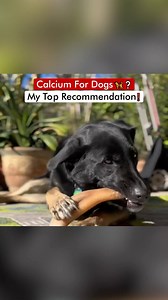 Calcium For Dogs 🦮 - My Top Recommendation❗️ | Dogs Your Friends Forever
