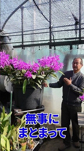 【洋蘭】カトレア、大株マキシマ！[orchid]Cattleya maxima, large plant!@seedpot368 #sheathch